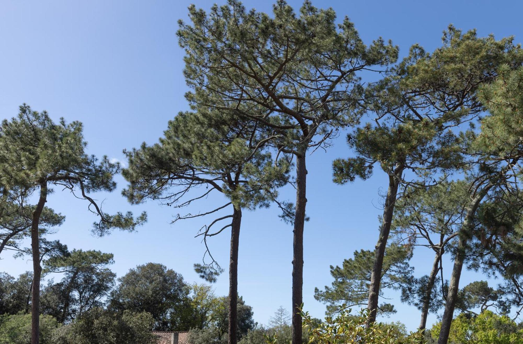 Residence Maminotte La Teste-de-Buch Dış mekan fotoğraf